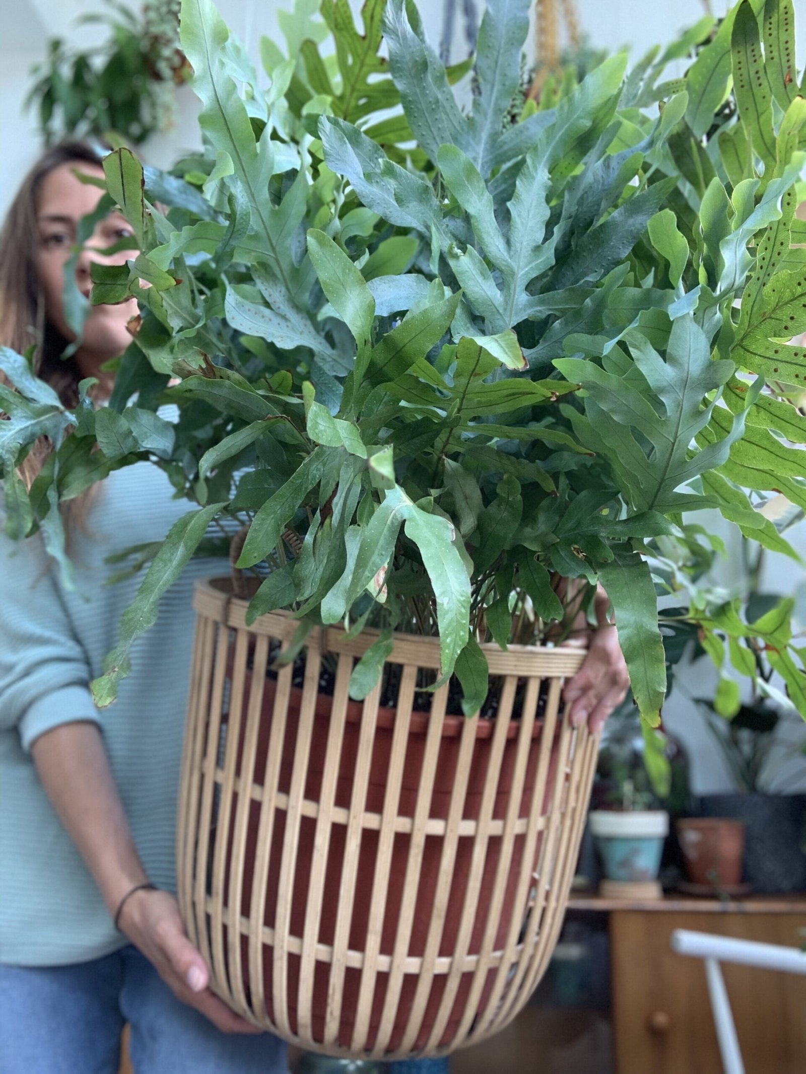 Plant Profile: Blue Star Fern (Phlebodium aureum) — Green Rooms Events