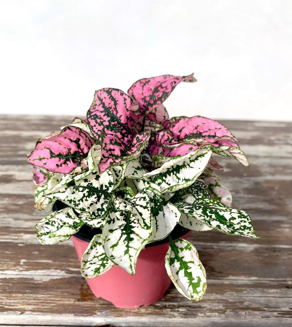 Polka Dot Plant Plant Care: Water, Light, Nutrients  Greg App 🌱