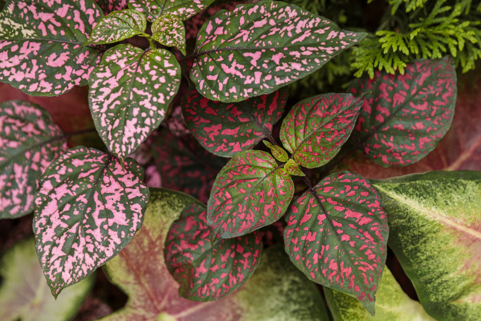 Polka Dot Plant - Ultimate Growing & Care Guide  Proven Winners