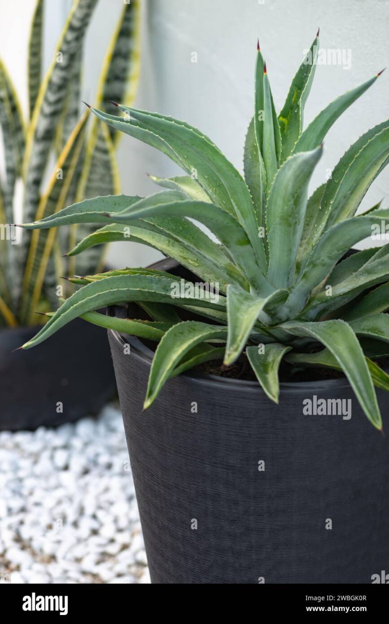 Potted agave hi-res stock photography and images - Alamy