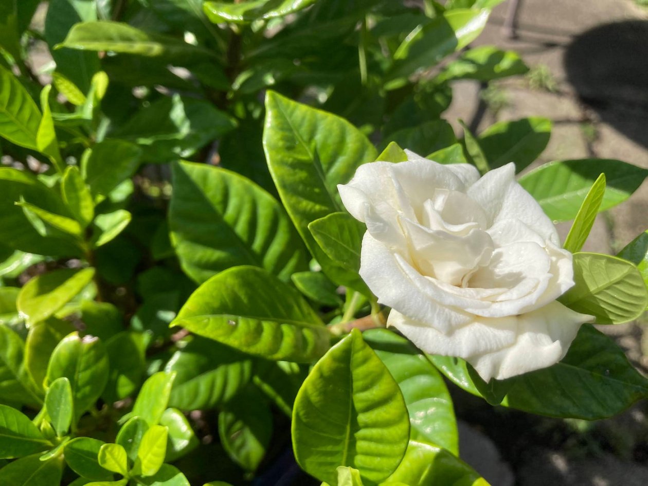 Raising the Scent of Gardenias to New Heights  by Walter Bowne