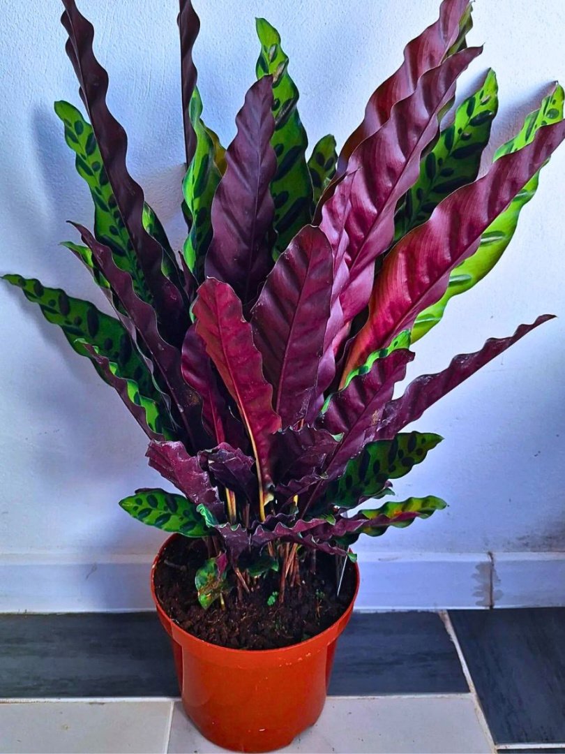 Rattlesnake Plant - a Gorgeous Houseplant With a Catchy Name!