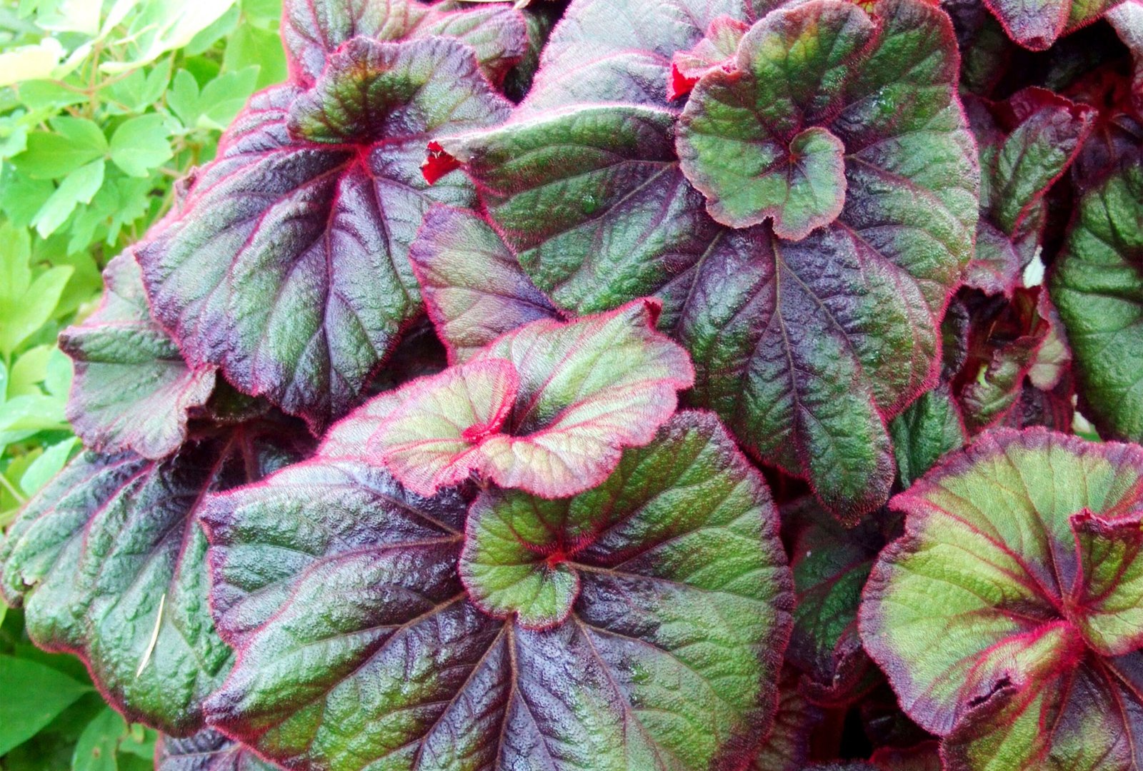 Rex Begonia Care Tips for Beautiful Plants