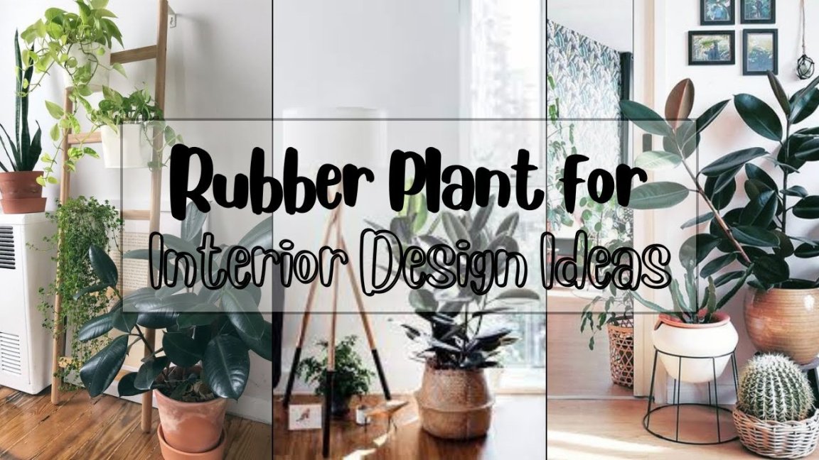 RUBBER PLANTS FOR INTERIOR DESIGN IDEAS  PICTURESistic