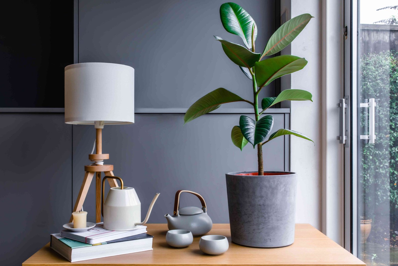 Rubber Tree (Ficus Elastica): Indoor Growth and Care Tips