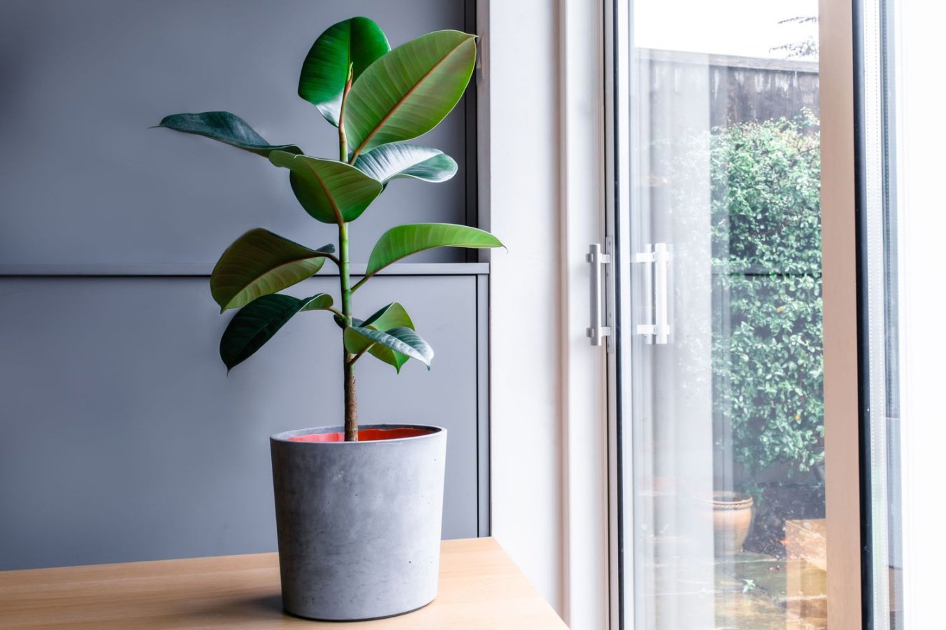 Rubber Tree (Ficus Elastica): Indoor Growth and Care Tips