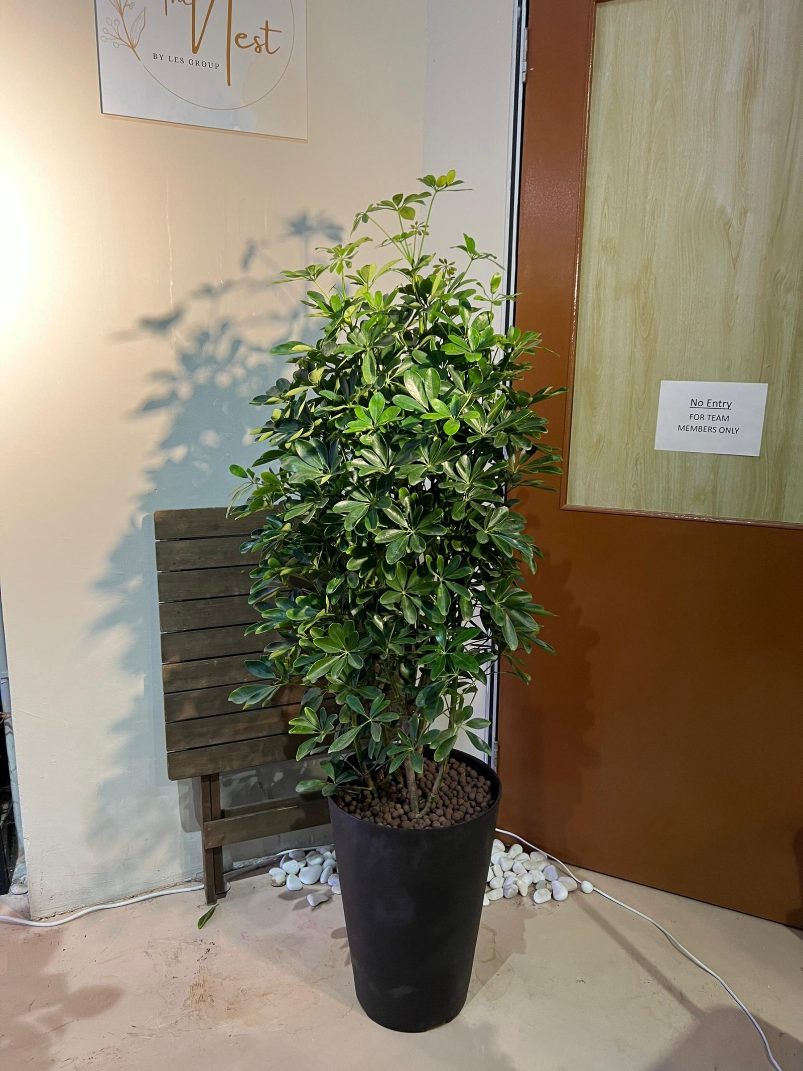 Schefflera Arboricola (Umbrella Plant) - Beautiful, Low