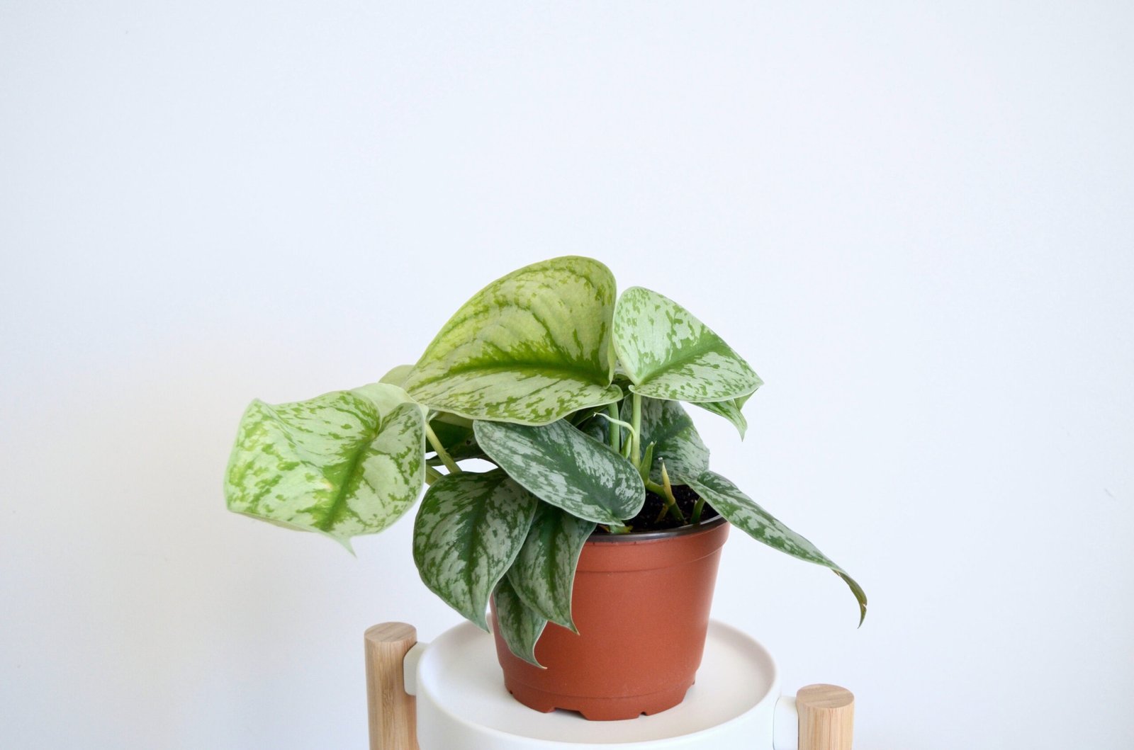 Silver Satin Pothos: An 