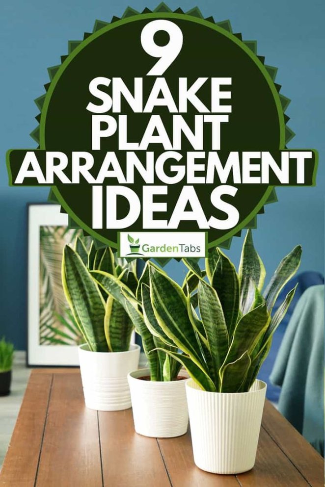 Snake Plant Arrangement Ideas