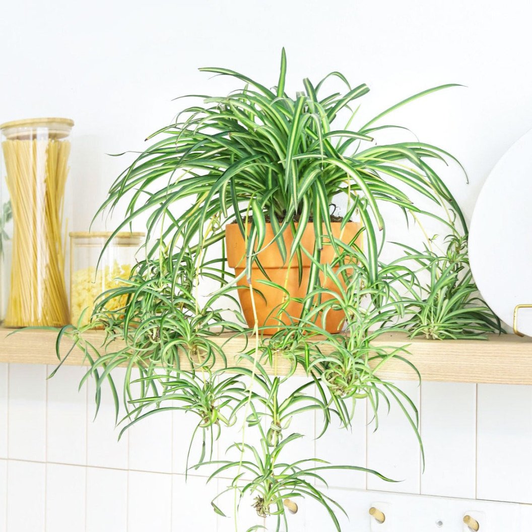 Spider Plant - Air-purifying easy houseplants for low light rooms