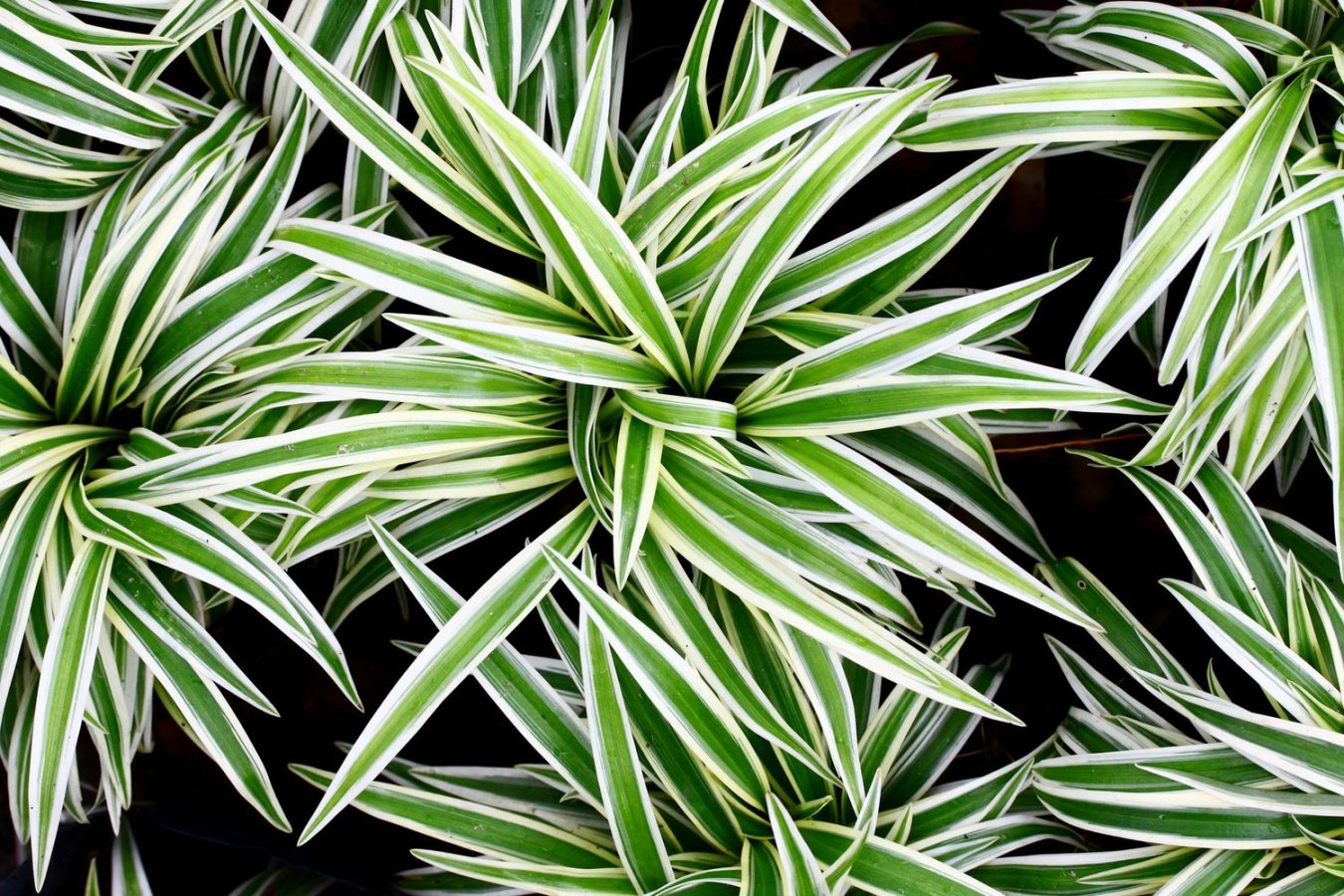 Spider Plant: NASA Approved Natural Air Purifier – RollingNature