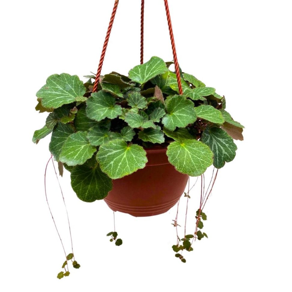 Strawberry Begonia Creeping Saxifraga in a  inch Hanging Basket