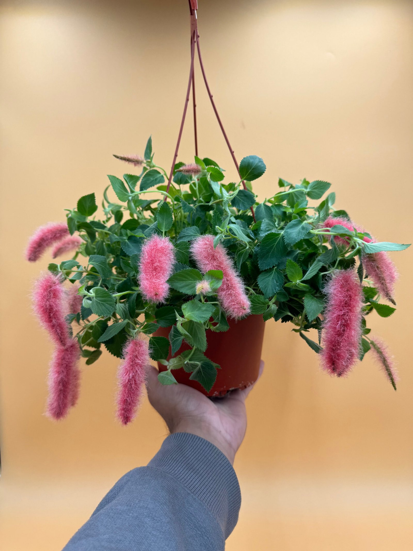 Strawberry Firetails ” (Chenille Plant) – Lucky Plant Shop