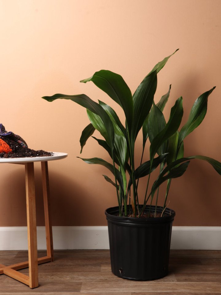 Tall Low Light Indoor Plants—Plus  That Hate Low Light – Pafe