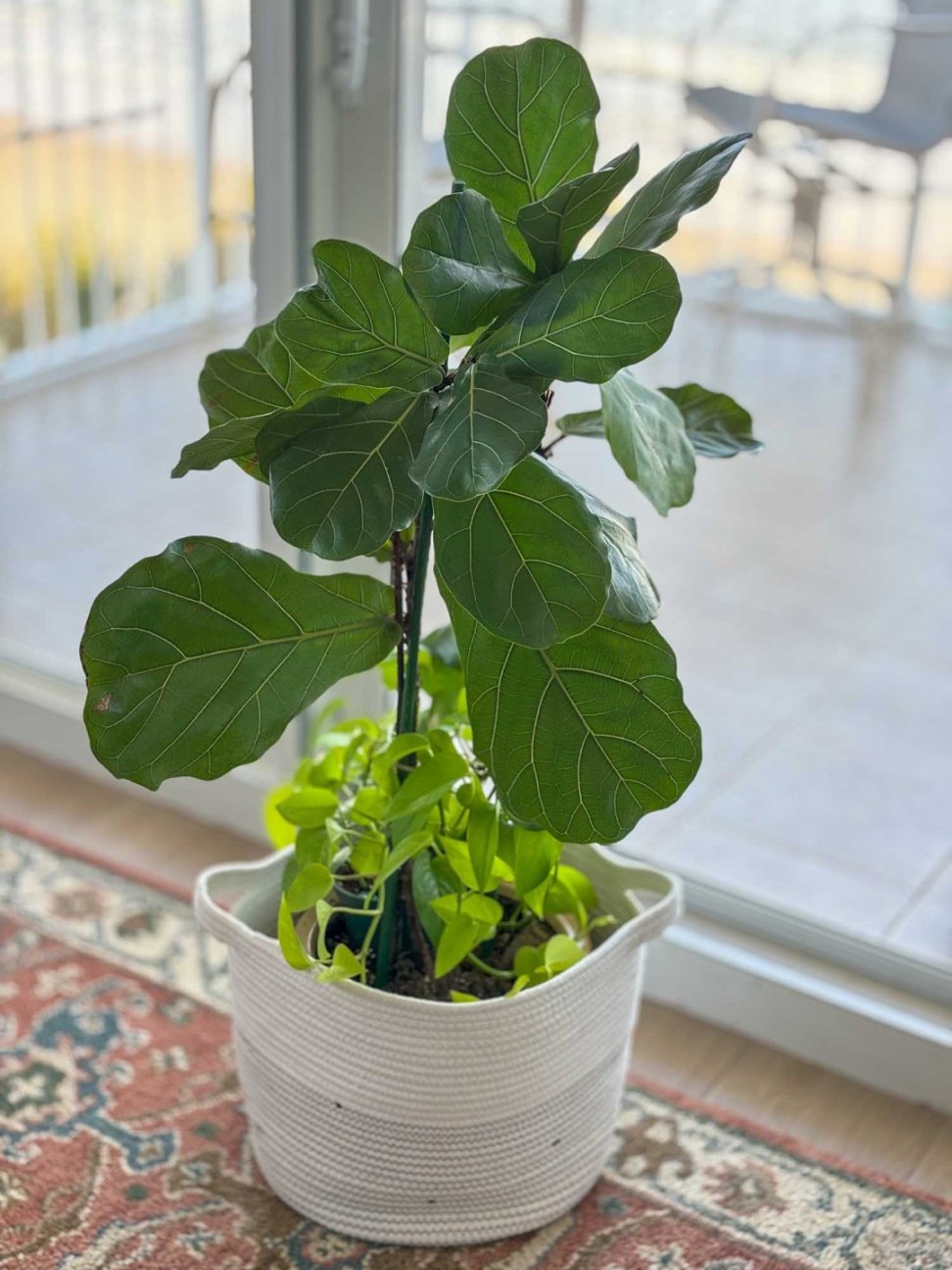 The complete guide to growing and caring for a Fiddle-Leaf Fig