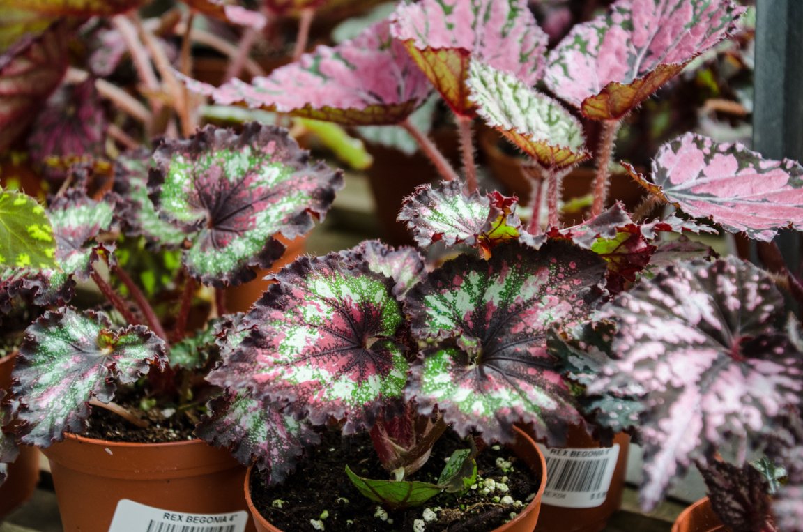 The Ever-Elusive Rex Begonia - Tallahassee Nurseries