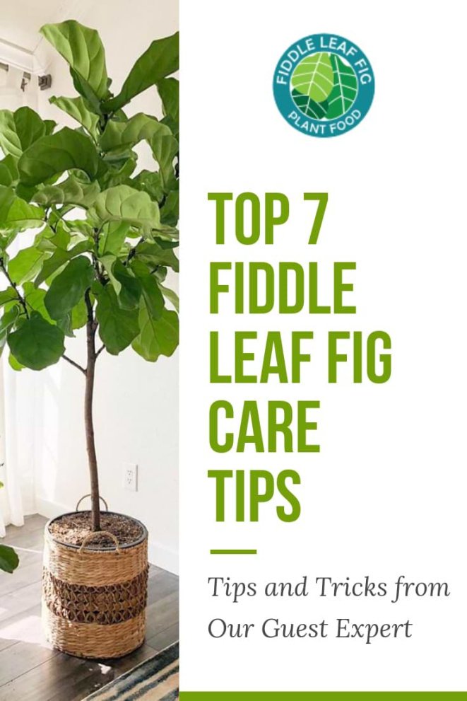 Top Fiddle Leaf Fig Care Tips from Guest Expert Alessandra Pham