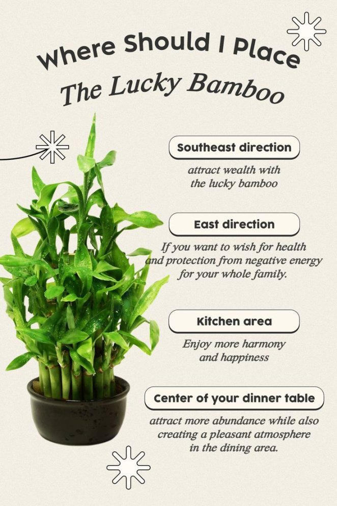 Where should I place the lucky bamboo?