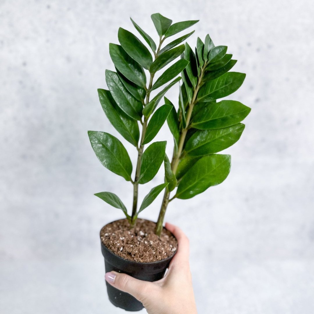 Zamioculcas zamiifolia - ZZ Plant