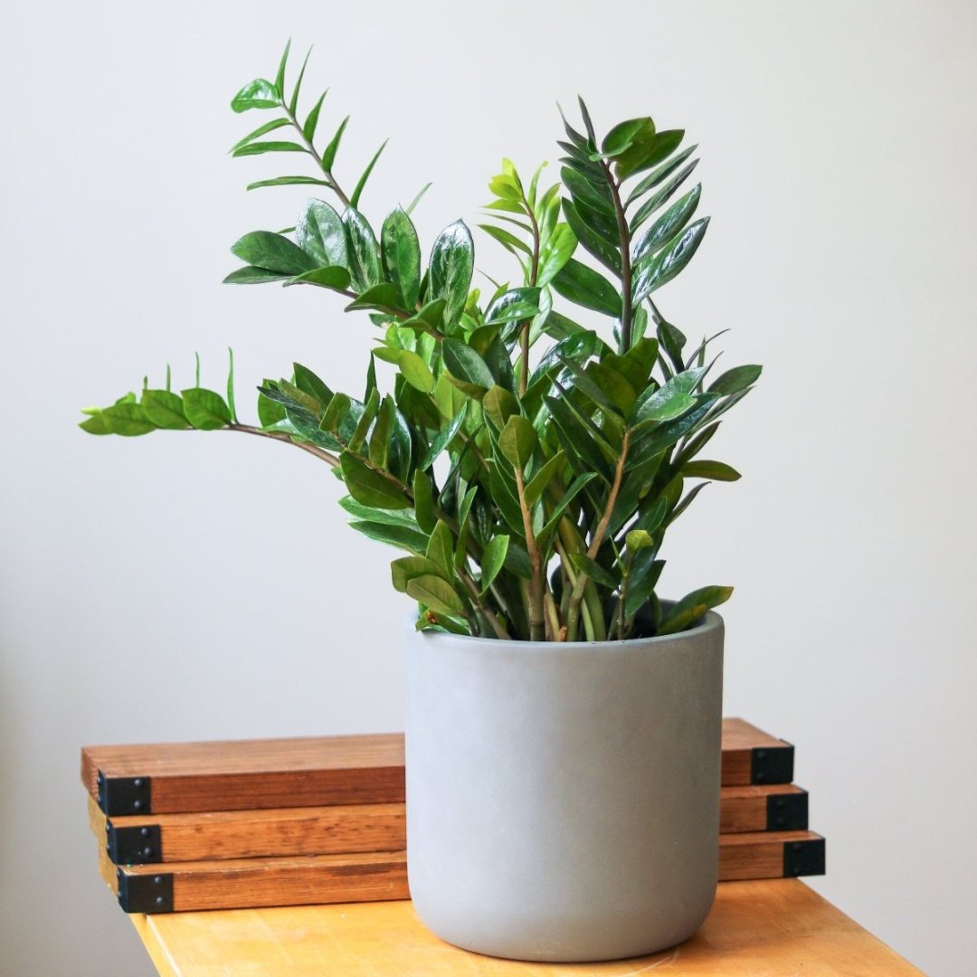 ZZ Plant – The Ultimate Low-Maintenance Houseplant  Ed