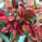 Aglaonema Care Guide: A Low Maintenance House Plant – Growfully