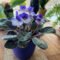 All About African Violets  Yard And Garden