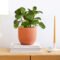 All About Peperomia Plants And How To Care For Them – The Sill