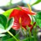 Anthurium Care Guide – Grow Anthurium As A Houseplant  Gardening