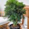 Aralia Plant Care Guide  PlantVine