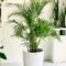 Areca Palm – Palmera – The Perfect Indoor And Outdoor Plant – Pots