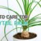 BEST TIPS  HOW TO CARE FOR PONYTAIL PALM PLANT  BEAUCARNEA RECURVATA