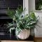 Blue Star Ferns Care Guide: The Best Fern For Indoors – Happy