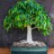 Bonsai Trees You Can Grow At Home