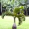 Bottle Palm Tree For Sale – Buying & Growing Guide – Trees