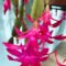 Cactus From The Rainforest: Christmas Cactus – The Real Dirt Blog