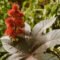 Castor Oil Plant: Planting, Care & Toxicity – Plantura