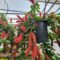 Chenille Plant (Acalypha Hispida): Care Guide And Growing Tips