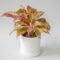 Chinese Evergreen  Aglaonema Chinese Evergreen Plant In ” Pot  Easy Care  Potted Houseplants For Delivery  Planteia