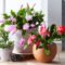 Christmas Cactus Care Tips For A Thriving Plant Year After Year