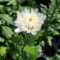 Chrysanthemum Morifolium  Air Purification – Xplant