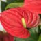 Complete Guide To Anthurium Care  Patch