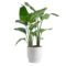 Costa Farms White Bird Of Paradise, Strelitzia Nicolai, Houseplant