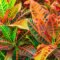 Croton Growing Guide: How To Care For Colorful Crotons  Gardening