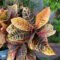 Croton Losing Color: What Causes Croton Plants With Faded Leaves