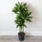 Dracaena Cintho Variegated Cane