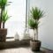 DRACAENA MARGINATA Potted Plant, Dragon Tree/ Stem,  Cm – IKEA