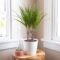 Dragon Tree: Indoor Plant Care & Growing Guide