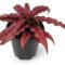 Earth Star Plant, Cryptanthus Bivittatus Bromeliads Live Plant