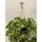 English Ivy Variegated Hanging Basket – Silk Plant Decor And More