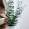 Eucalyptus Plants Make Your Home Smell Like A Spa And They’re So